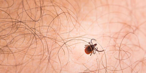 Kaupallinen yhteisty&ouml; Yliopiston Apteekki: Asutko n&auml;ill&auml; riskialueilla? N&auml;in helposti saat punkkirokotteen | 1Uutiset - Lukemisen t&auml;hden | Scoop.it