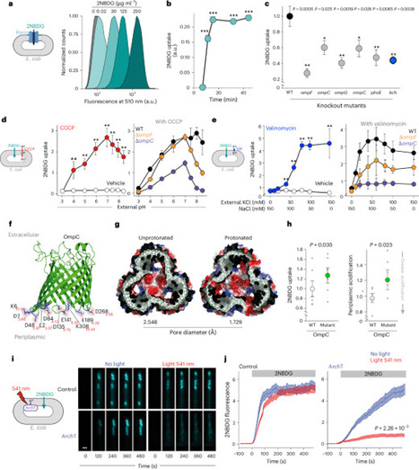 Metabolic control of porin permeability influences antibiotic resistance in Escherichia coli | Nature Microbiology | RMH | Scoop.it