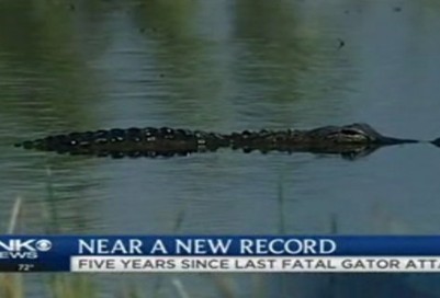 Five years fatality free: Florida set to break gator record | Soggy Science | Scoop.it
