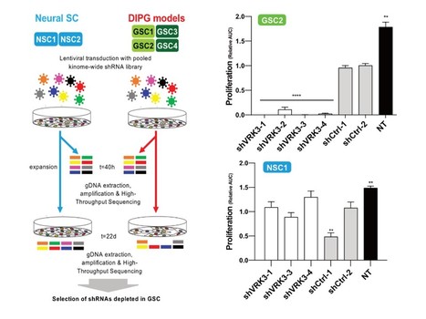 D&eacute;couverte d&rsquo;une faille importante dans un cancer du cerveau incurable chez l&rsquo;enfant | Life Sciences Universit&eacute; Paris-Saclay | Scoop.it