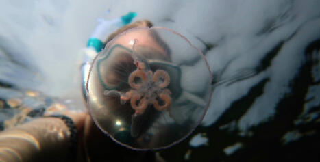 Unelmien t&auml;yttymys: retki veden alle Jurmon saarella Saaristomeren kansallispuistossa &ndash; | 1Uutiset - Lukemisen t&auml;hden | Scoop.it