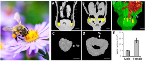 FOCUS PLATEFORME : Améliorer l'attrait des fleurs pour leurs insectes pollinisateurs : une initiative FLOCAD impliquant la plateforme EPITRANS ! | Life Sciences Université Paris-Saclay | Scoop.it