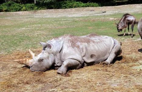 Les cornes de rhinocéros, un trésor convoité par les trafiquants | Biodiversité - @ZEHUB on Twitter | Scoop.it