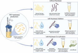 Mitigating Cell Lysis in PET Hydrolase Production: Nuclease Supplementation and Growth-Decoupled Co-cultivation Enable Scalable Enzymatic PET Recycling | RMH | Scoop.it