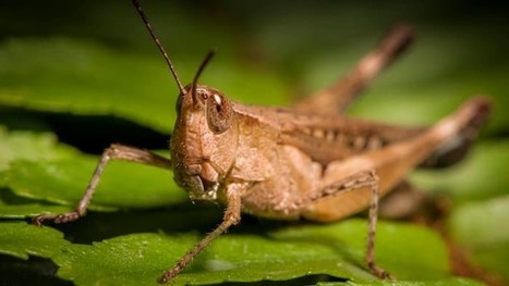 Can cyborg locusts be used as tiny, biorobotic "sniffer dogs"? | Future  Technology | Scoop.it