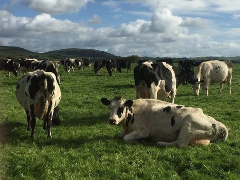 La production de lait britannique prête à augmenter de 3% | Lait de Normandie... et d'ailleurs | Scoop.it