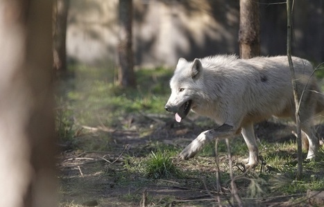 Une dizaine de bêtes victime d'attaques de loup en Lorraine | Biodiversité | Scoop.it