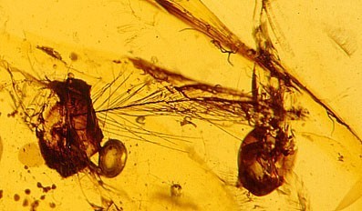 L'ambre libanais, formidable machine &agrave; remonter le temps | EntomoNews | Scoop.it