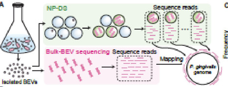 Enrichment of Horizontally Transferred Gene Clusters in Bacterial Extracellular Vesicles via Non-Lytic Mechanisms | isme | RMH | Scoop.it