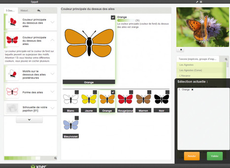 Une nouvelle clé d'identification pour le Spipoll | Variétés entomologiques | Scoop.it