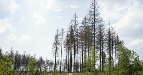 Climat : « La forêt française dépérit, il faut l’aider à s’adapter » | Les Colocs du jardin | Scoop.it