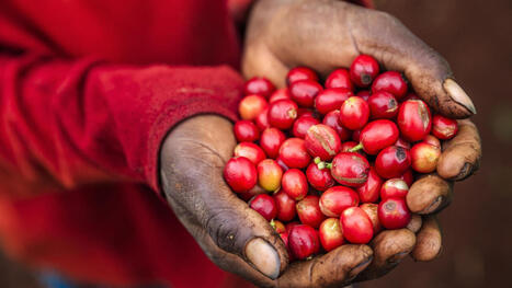 KAZAKHSTAN : Un hub pour l&rsquo;exportation du caf&eacute; et du th&eacute; k&eacute;nyans en Asie centrale&nbsp; | ASIES | Scoop.it