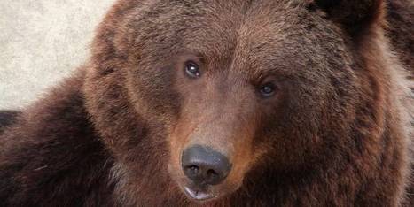 L'ours Lugo accueilli au zoo-refuge La Tanière aux environs de Chartres [MAJ 03/10] | Vallées d'Aure & Louron - Pyrénées | Scoop.it