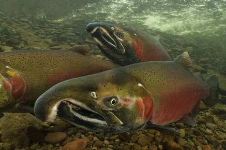 NORWAY: The long slow death of wild salmon | LE GRAND NORD | Scoop.it