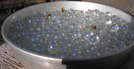 Make A Bee Waterer And Help Hydrate Our Pollinators | 16s3d: Bestioles, opinions & pétitions | Scoop.it