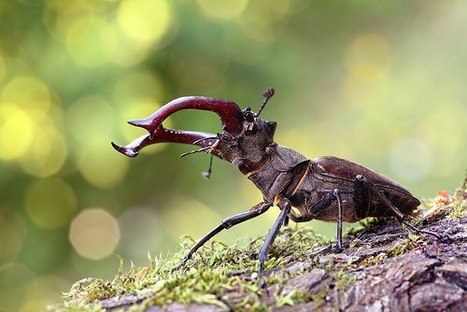 Lucanidae de Belgique | Variétés entomologiques | Scoop.it