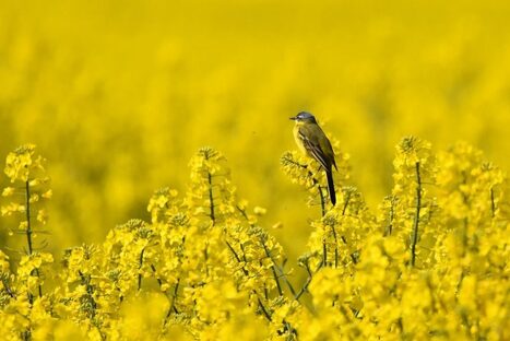 Le colza, une plante intéressante pour les oiseaux, les insectes et le sol | Les Colocs du jardin | Scoop.it