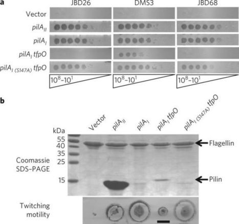 Pseudomonas aeruginosa defends against phages through type IV pilus glycosylation | RMH | Scoop.it