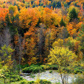 Vermont produces guide to help foresters deal with climate change | Timberland Investment | Scoop.it