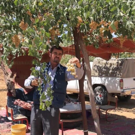 MENA : Précieux, le marché annuel des producteurs de raisin palestiniens | CIHEAM Press Review | Scoop.it