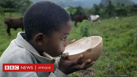 NUTRITION : est-il préférable de boire du lait de vache ou une alternative sans produits laitiers ? | ALIMENTATIONS | Scoop.it
