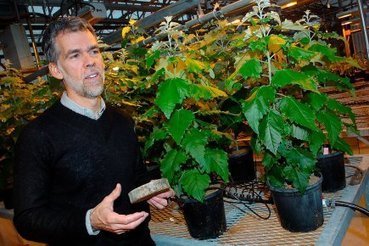 Des arbres génétiquement modifiés près de Québec | EntomoNews | Scoop.it