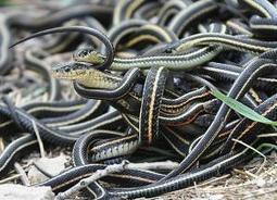 The power of estrogen: Male snakes attract other males | Science News | Scoop.it