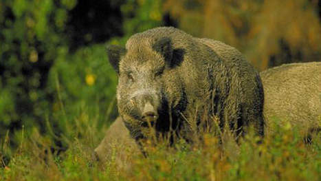 Un chasseur imite un sanglier pour rire, son beau-p&egrave;re l'abat | Mais n'importe quoi ! | Scoop.it