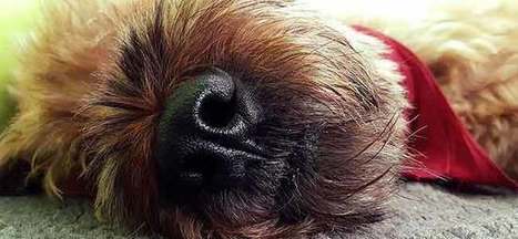 Nose Truffe Odorat In Modern Dog Training Methods And