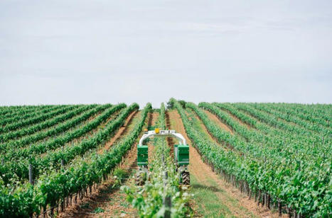 Le robot Ted sans supervision dans les vignes au printemps 2022 - Vitisphère | Pour innover en agriculture | Scoop.it