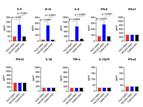 Cattle-Derived H5N1 Isolate Fails to Trigger in Human Organoids Strong Innate Responses  Associated with Severe H5N1 Disease | Virus World | Scoop.it