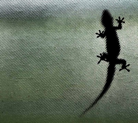Un robot imite les acrobaties du gecko - La science infuse | Caf&eacute; des Sciences | Scoop.it