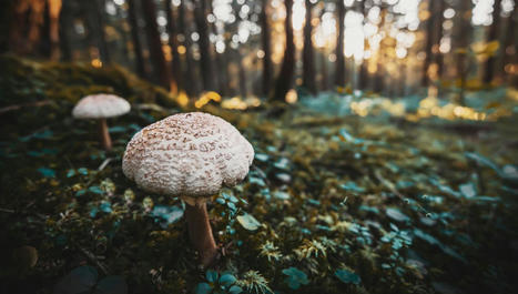 Les champignons et les arbres unis pour la vie | Biodiversité | Scoop.it