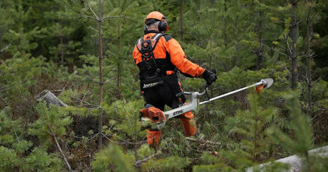 Mets&auml;yhti&ouml; Tornator antoi potkut metsureille &ndash; valittaa samaan aikaan siit&auml;, ettei Suomessa kouluttauduta alalle | Kotimaa | Yle | 1Uutiset - Lukemisen t&auml;hden | Scoop.it