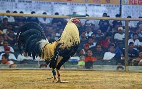 Gambar Ayam Philipina : 76 Gambar Ayam Filipina Peru Paling Bagus Infobaru / Beli ayam philipin ...