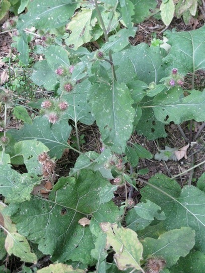 Erbacce commestibili: 10 erbe spontanee da raccogliere e mangiare | Orto, Giardino, Frutteto, Piante Innovative e Antiche Varietà | Scoop.it