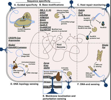 It&rsquo;s not me, it&rsquo;s you: Anti-phage nuclease specificity inside a bacterium | PLOS | RMH | Scoop.it