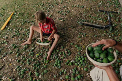 New Zealanders Are Crazy for This Fruit. It’s Not the Kiwi. | Trans Tasman Migration | Scoop.it