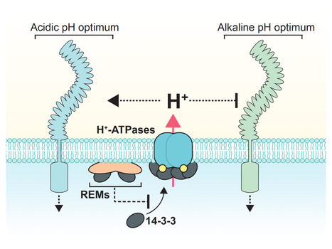 bioRxiv:&nbsp;An ancient alkalinization factor informs Arabidopsis root development (2025) | Publications from The Sainsbury Laboratory | Scoop.it