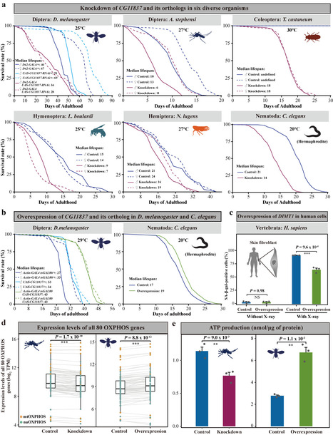 D&eacute;couverte d&rsquo;un nouveau g&egrave;ne capable de lutter contre le vieillissement | EntomoNews | Scoop.it