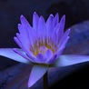 Beauté, santé, des soins, des cosmétiques naturels aux plantes, à fabriquer soi-même