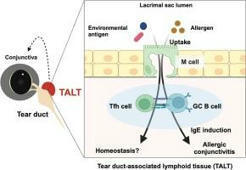 Tear duct M cells exacerbate allergic conjunctivitis by facilitating… | Stéphane Paul | Mucosal Immunity | Scoop.it