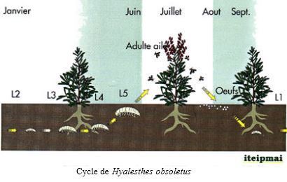 La lavande est-elle menacée ? | EntomoNews | Scoop.it