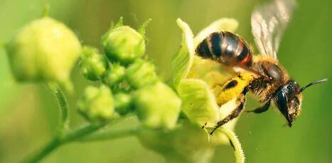 Non, toutes les abeilles ne meurent pas après avoir piqué (loin de là !) | EntomoScience | Scoop.it