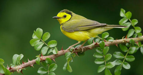 Pour les oiseaux migrateurs, pollution lumineuse rime avec pollution chimique | Biodiversité | Scoop.it