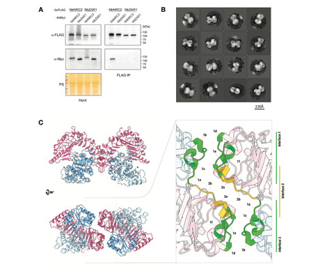 bioRxiv: Activation of plant immunity through conversion of a helper NLR homodimer into a resistosome (2023) | Publications | Scoop.it