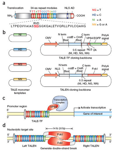 A transcription activator-like effector toolbox for genome engineering - Nature Protocols | TAL effector science | Scoop.it