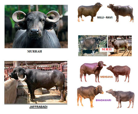 Breeds of cattle and buffalo in India | The Asian Food Gazette. | Scoop.it