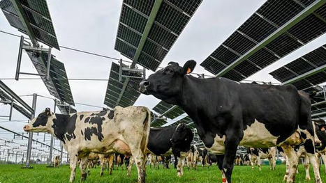 Les panneaux solaires dans les champs, nouveau risque de tension entre monde agricole et habitants | SCIENCES DE L' ANIMAL | Scoop.it
