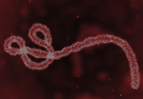 Oxford Vaccine Group Producing a Bundibugyo Ebolavirus Vaccine | Virus World | Scoop.it